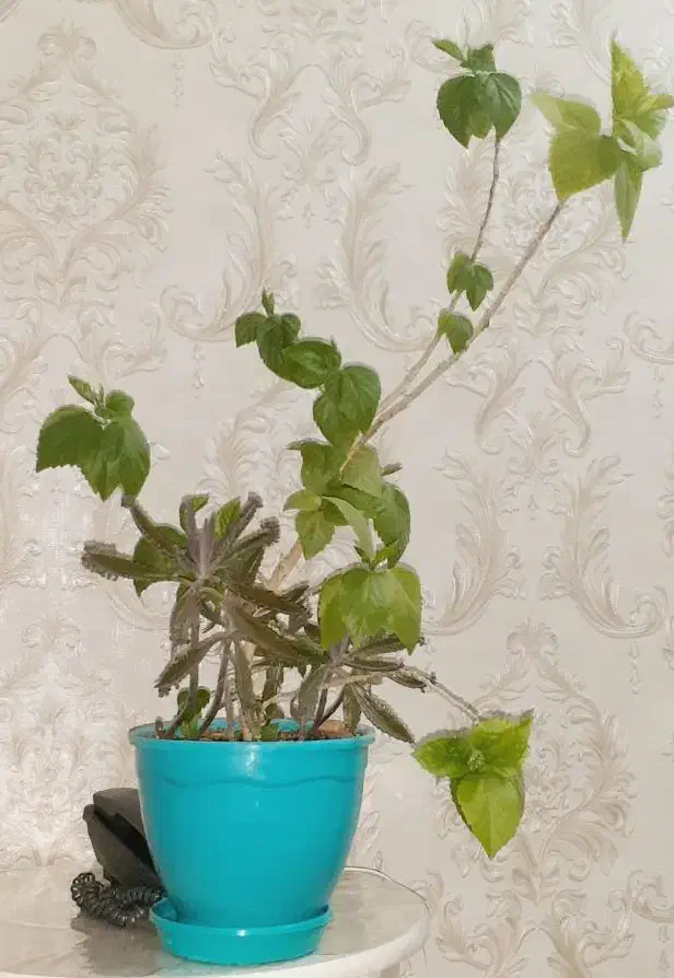 فروش|گل و گیاه طبیعی|ارومیه, |دیوار