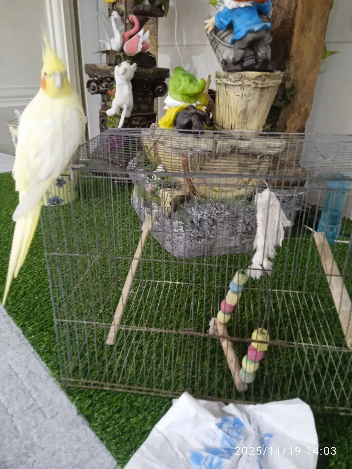 عروس هلندی|پرنده|رامهرمز, |دیوار