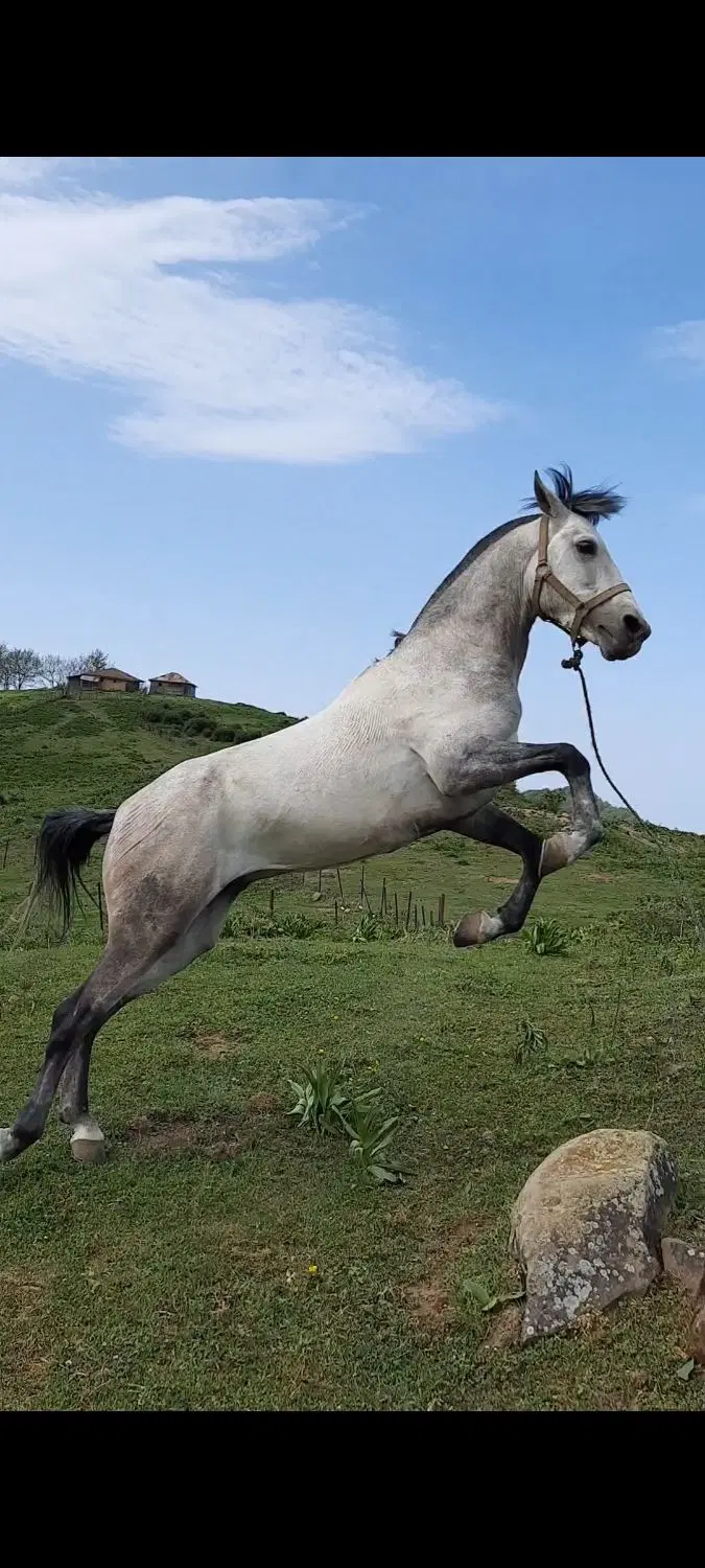 اسب|اسب و تجهیزات اسبسواری|چابکسر, |دیوار