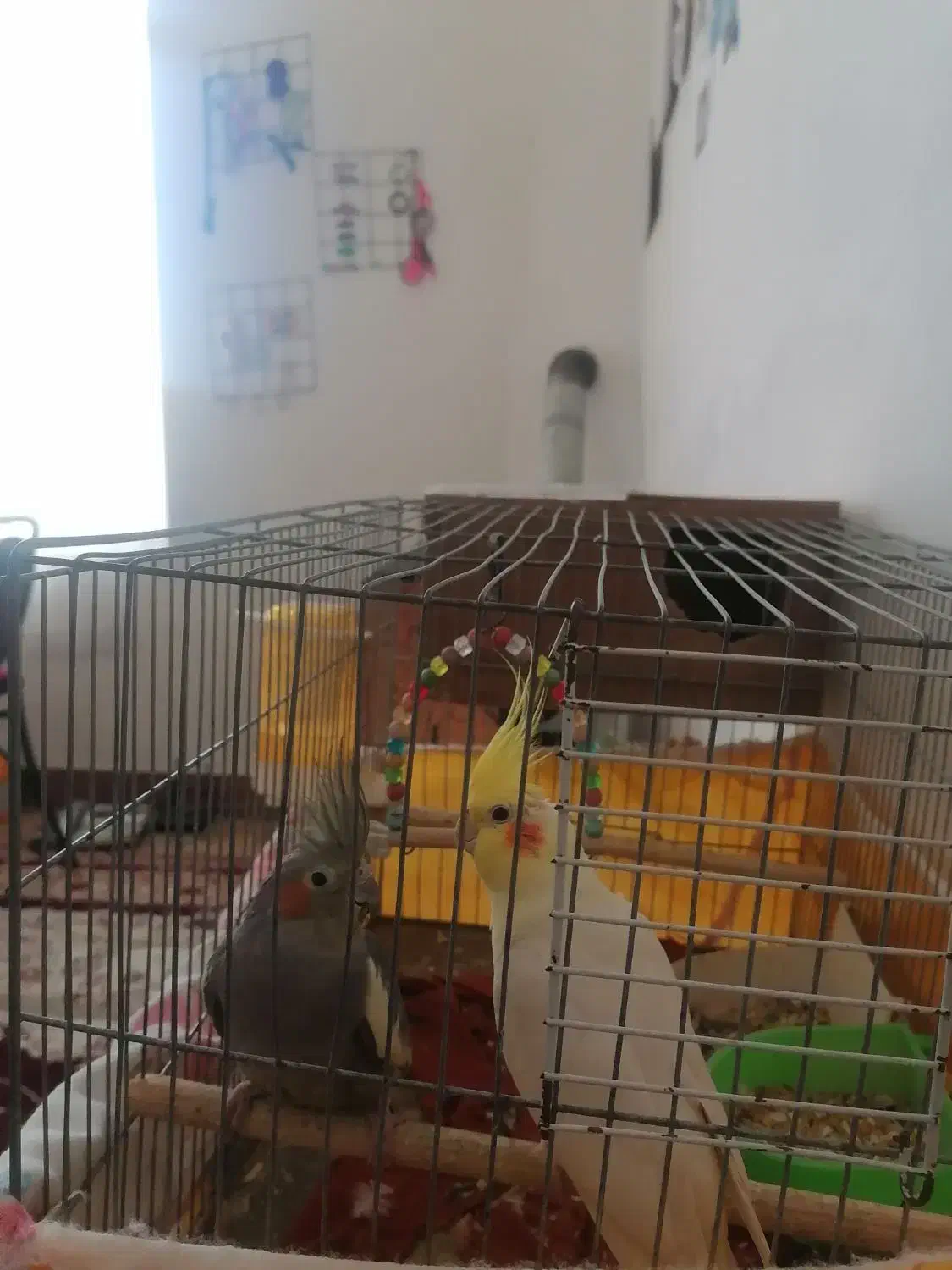 عروس هلندی دونه ای 500|پرنده|فیروزه, |دیوار