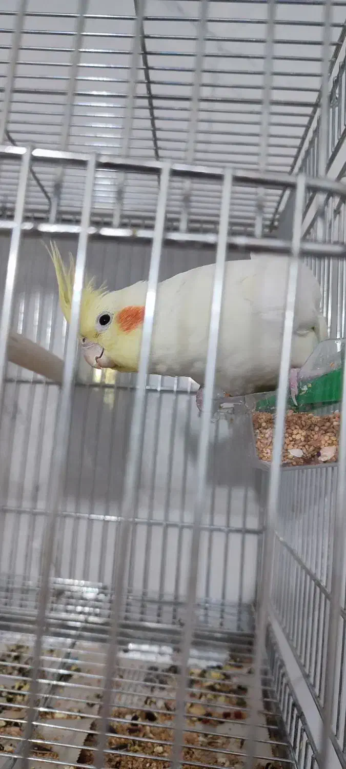 عروس هلندی لوتینو ماده آماده|پرنده|بروجن, |دیوار