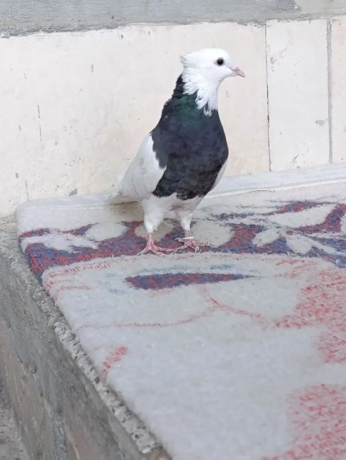 طوقی|پرنده|هرسین, |دیوار