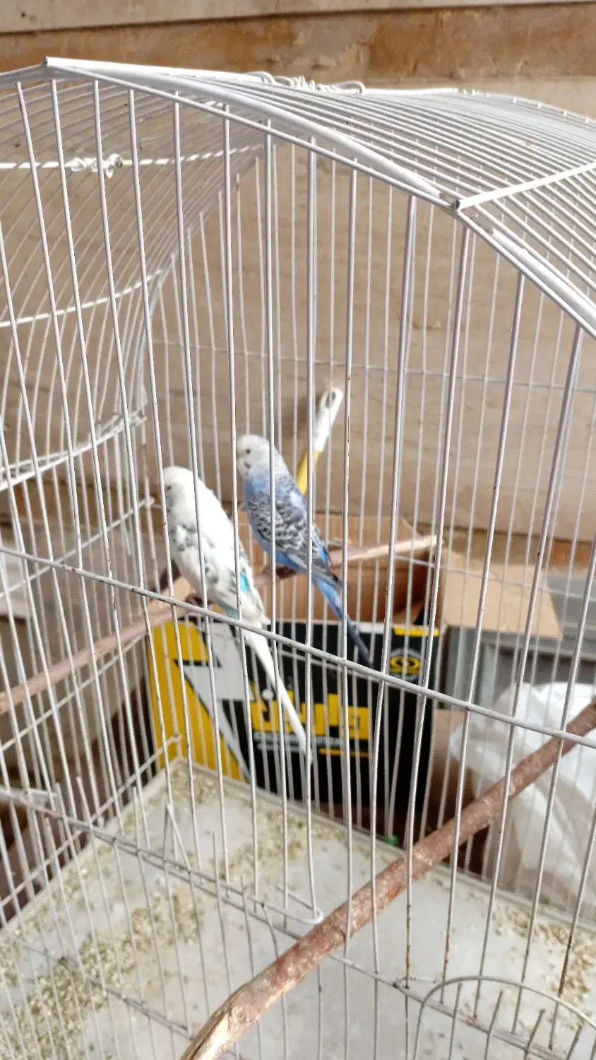 یک جفت مرغ عشق|پرنده|شیراز, قدوسی شرقی|دیوار