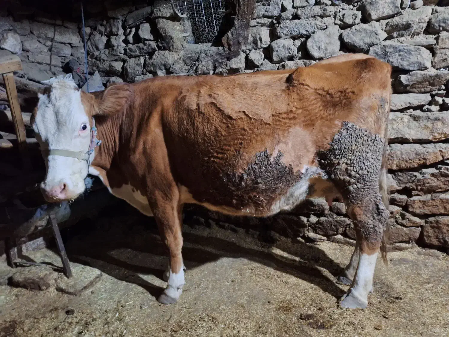 گاو گوساله سیمینتال قرمز|حیوانات مزرعه|مریوان, |دیوار