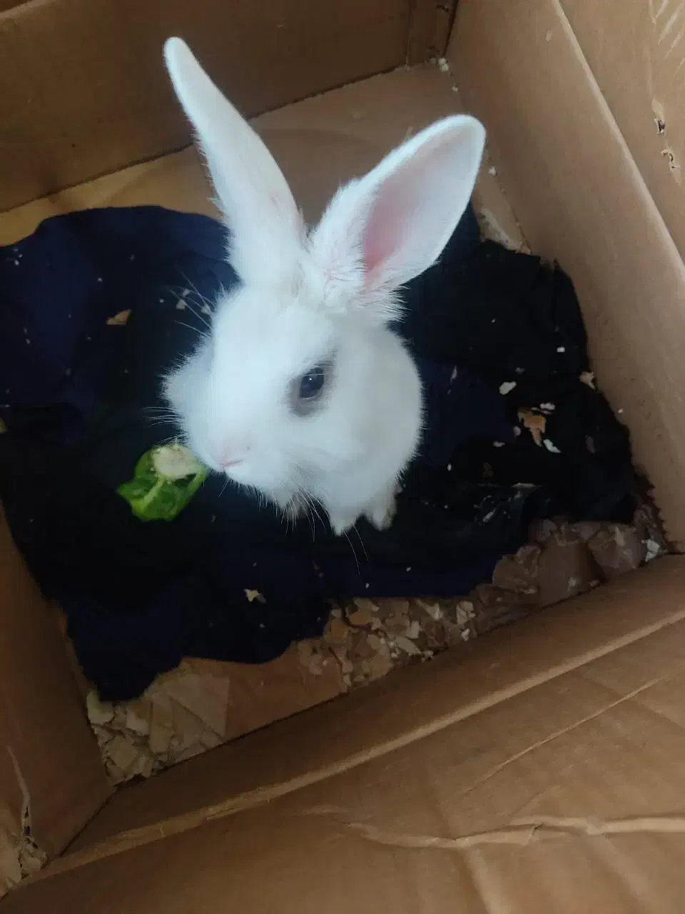 خرگوش باهوش|موش و خرگوش|تهران, مسعودیه|دیوار