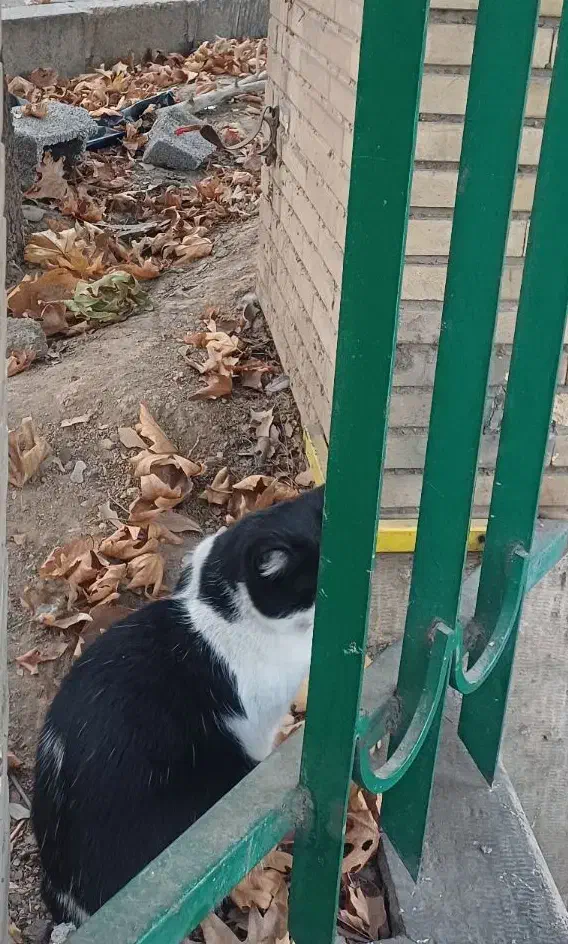 همخانه می شوم (خانه ندارم)|اجارهٔ آپارتمان|خاوران, |دیوار