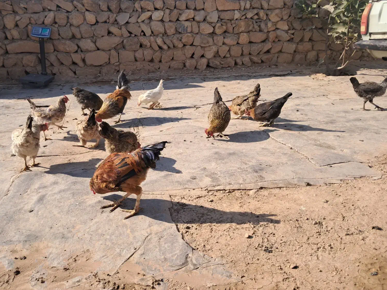 مرغ و وارگ و خروس سالم|حیوانات مزرعه|سرپل ذهاب, |دیوار