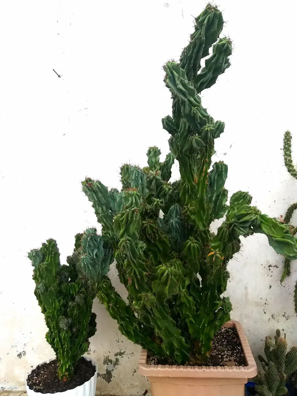 کاکتوس های فوق العاده|گل و گیاه طبیعی|رضوانشهر, |دیوار