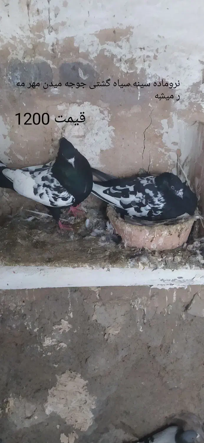 کبوتر زوردار|پرنده|کرمانشاه, |دیوار