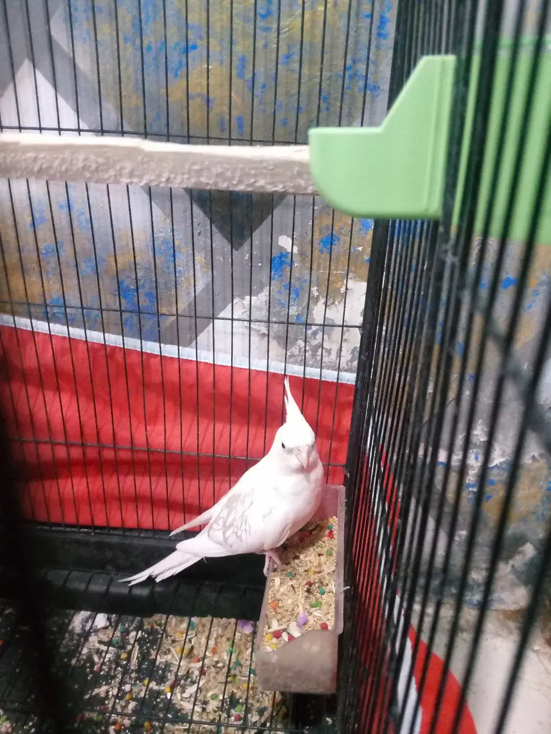 عروس هلندی|پرنده|خرمشهر, |دیوار