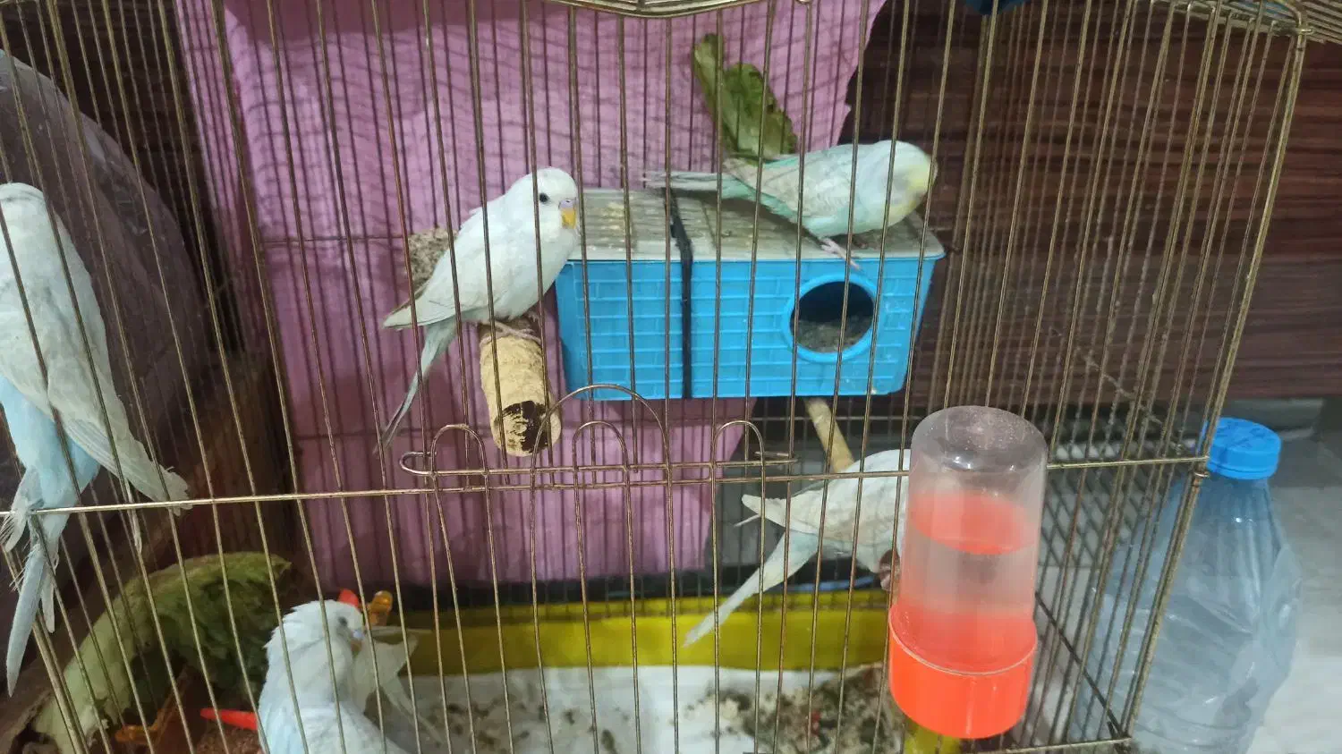 مرغ عشق دونه ای 150|پرنده|مشهد, میعاد (شهرک غرب)|دیوار