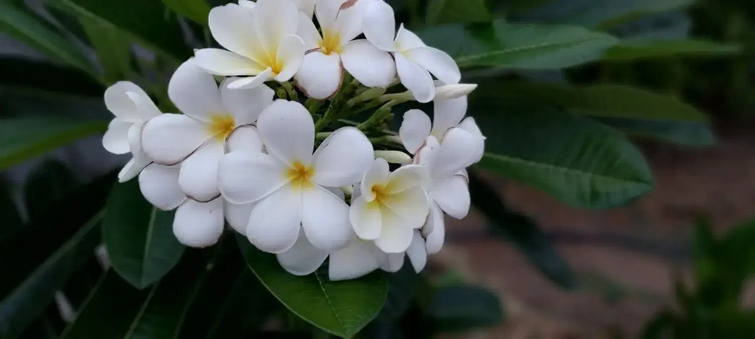 باغ شهری دارای ساختمان ودرخت|فروش خانه و ویلا|لامرد, |دیوار