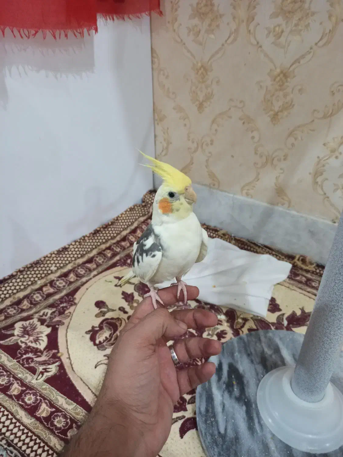 عروس هلندی ابلغ یا همان دوکت|پرنده|بردسکن, |دیوار