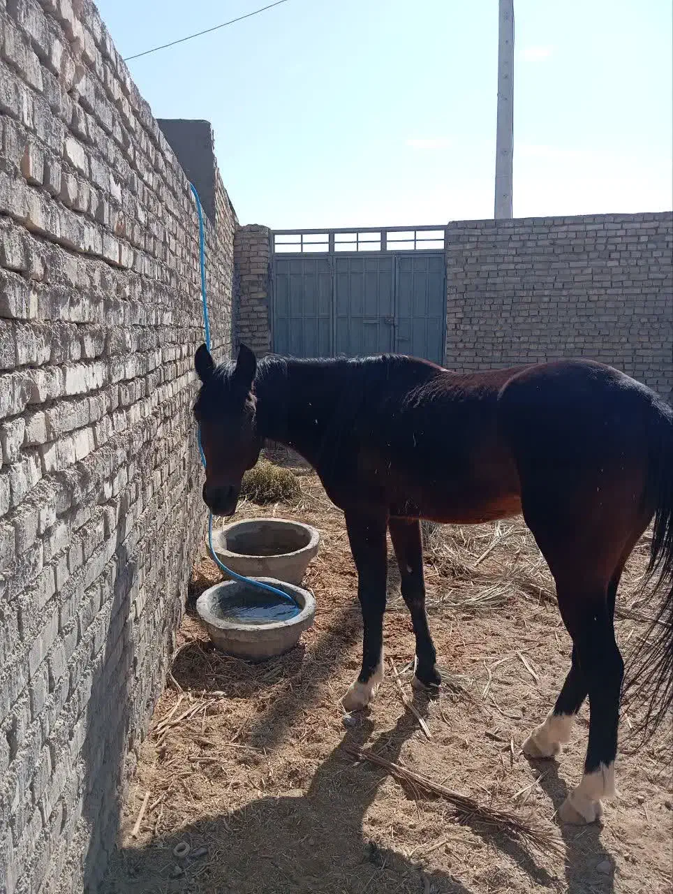 فروش اسب والاغ|اسب و تجهیزات اسبسواری|بافق, |دیوار