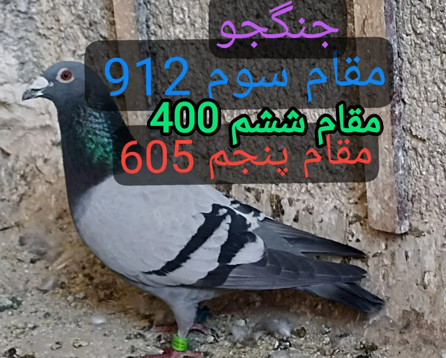 یک جفت جوجه مسافتی عربستان نسل رکورد خراسان رضوی|پرنده|اهواز, فاز ۱ پادادشهر|دیوار