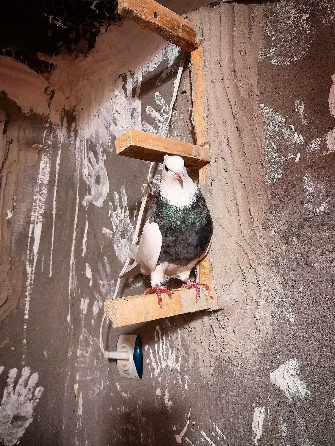 طوقی.|پرنده|لردگان, |دیوار