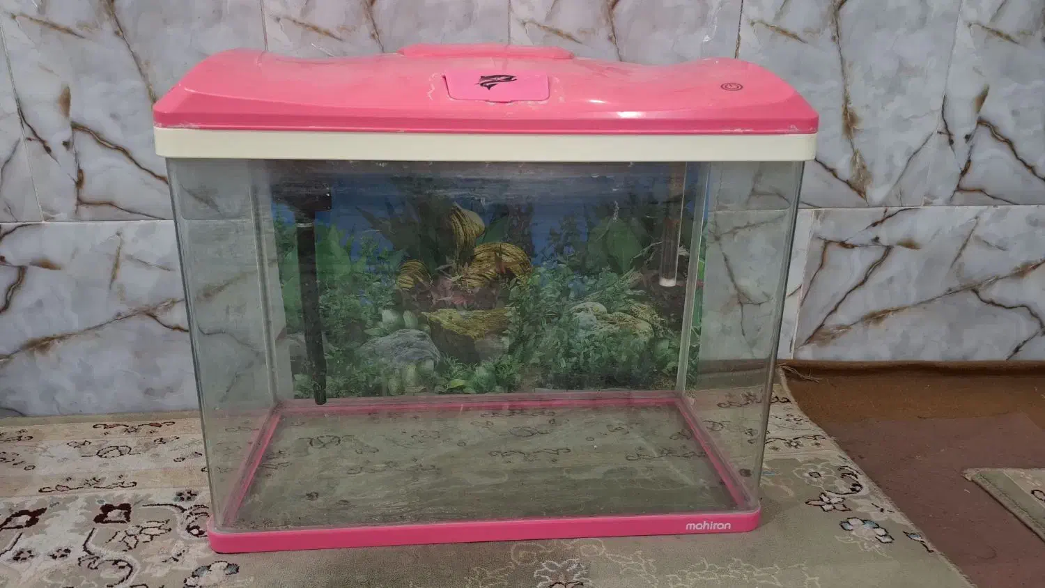 آکواریوم شیشه خم شرکتی|ماهی|یزد, |دیوار