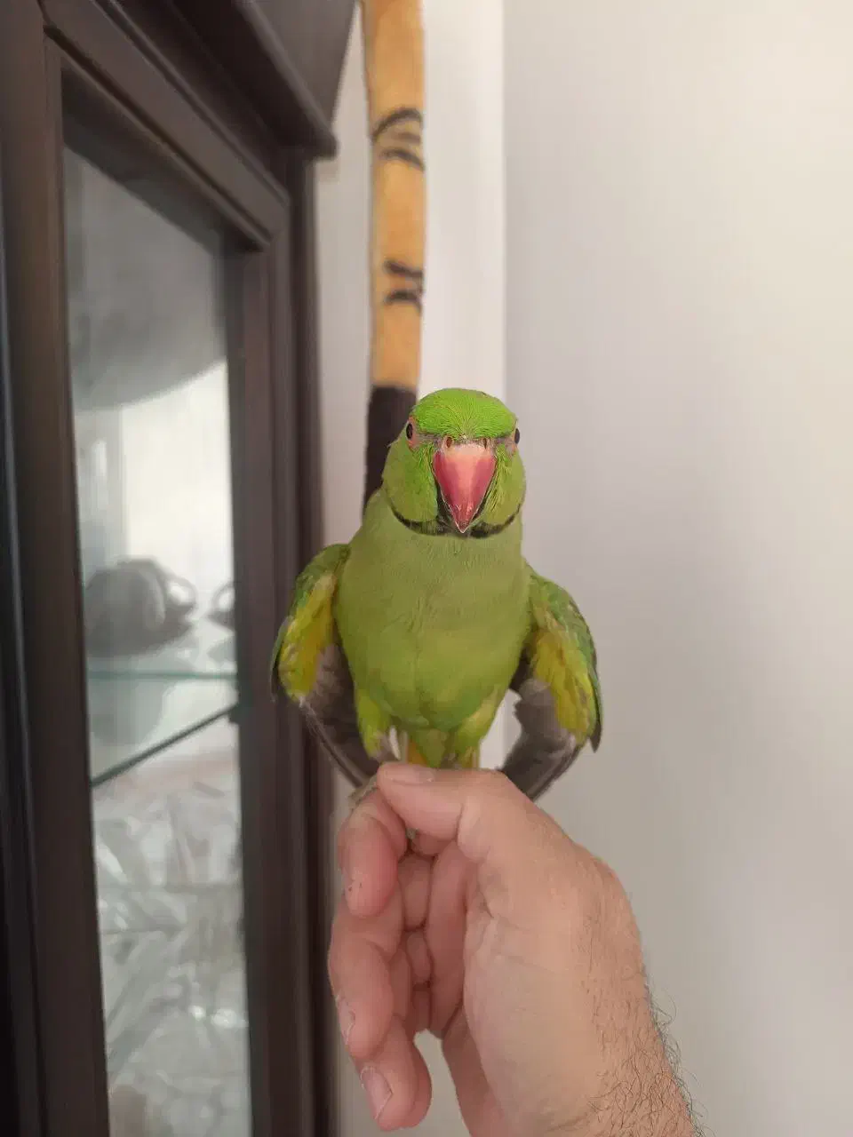 طوطی ملنگوی نر 16ماهه اهلی|پرنده|سهند, |دیوار