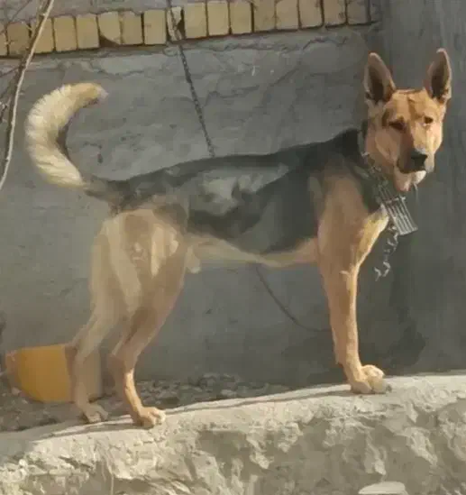 ژرمن|سگ|اراک, |دیوار