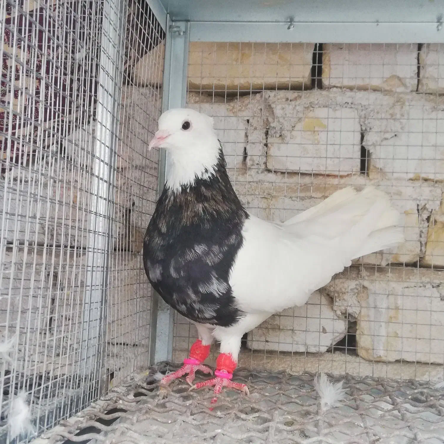 طوقی 7 رنگ|پرنده|شیراز, شهدای شهرک سعدی|دیوار