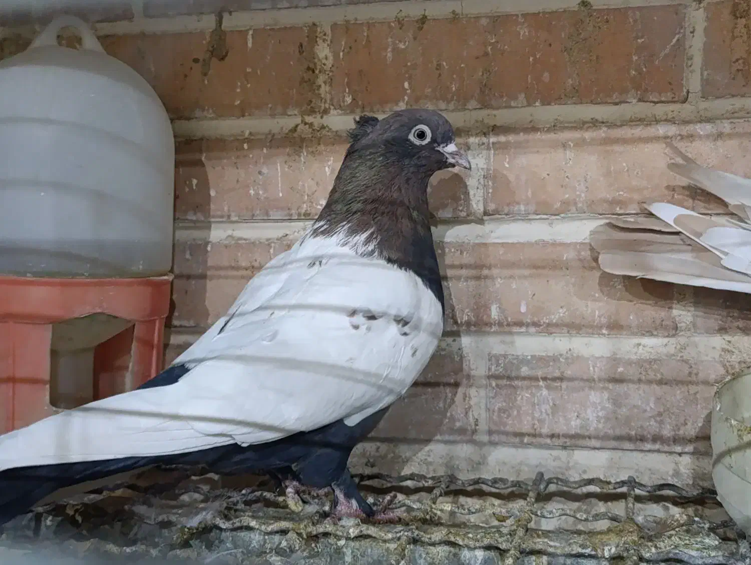 کبوترجفت سینه ای پاک|پرنده|تفت, |دیوار