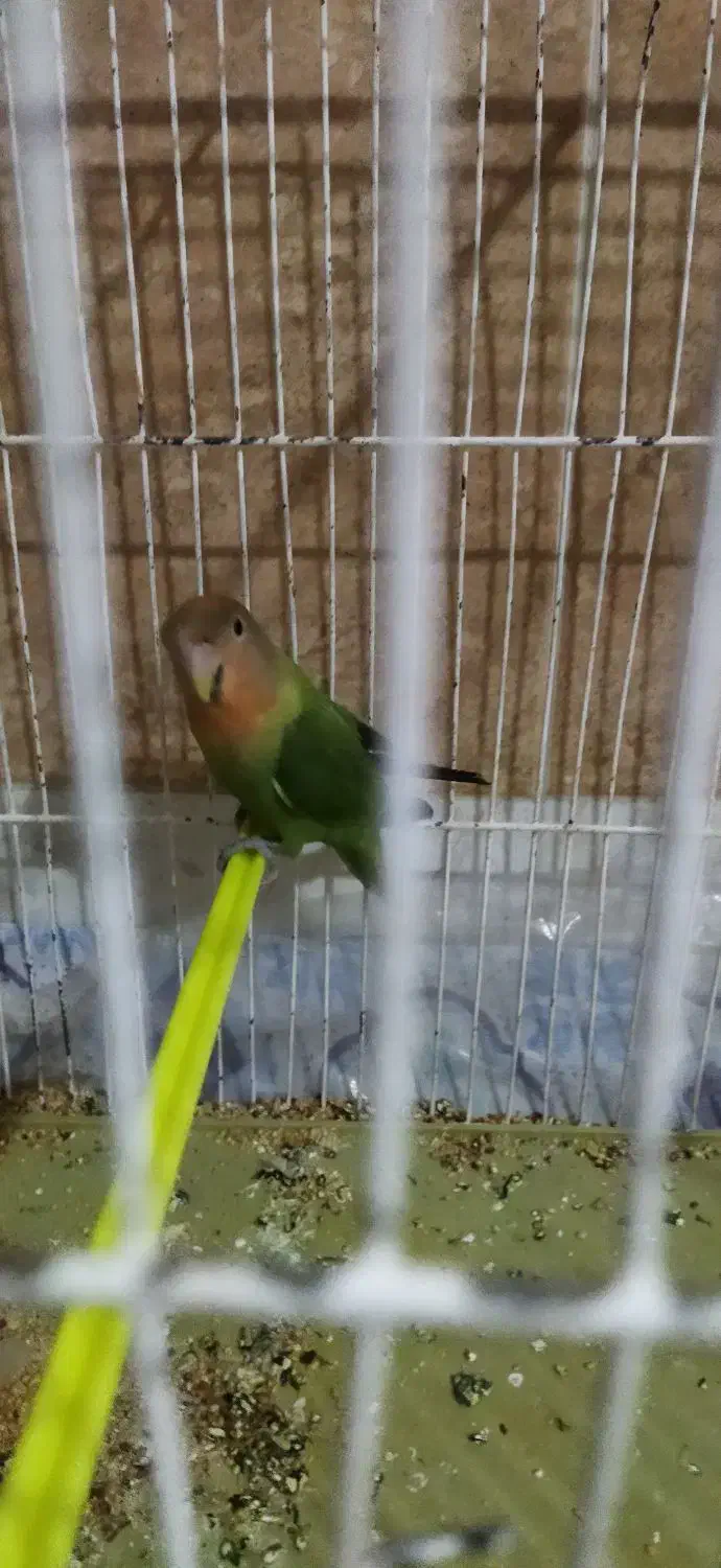 طوطی برزیلی|پرنده|مرند, |دیوار