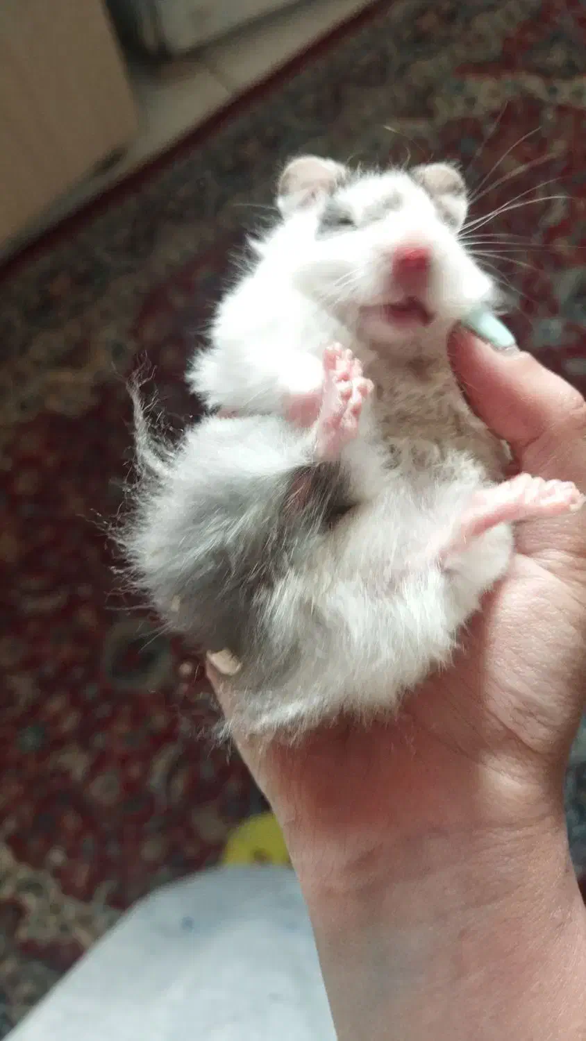 همستر  فقط ۵۰ هزار تومان|موش و خرگوش|اصفهان, مهدی آباد|دیوار