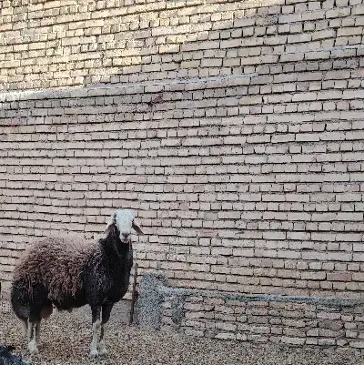 بره قوچ|حیوانات مزرعه|چادگان, |دیوار