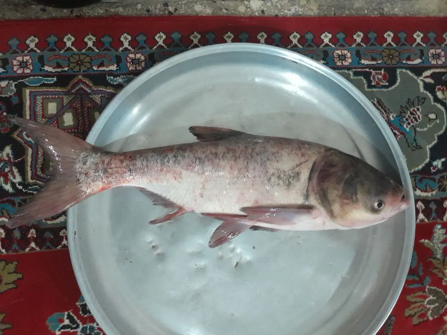 ماهی غزل سفید  بدون استخوان  زنده وتازه|خوردنی و آشامیدنی|الیگودرز, |دیوار