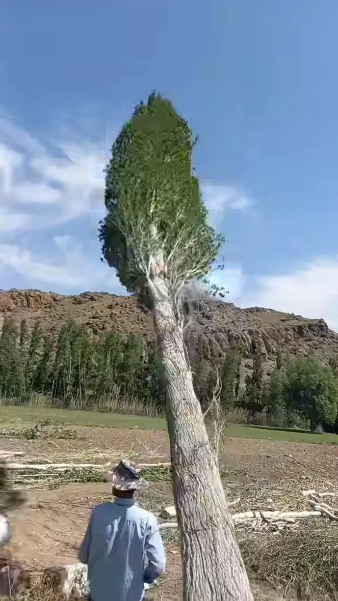 خراطی چوب پالت خدماته پیوندضایعات تیرخریدارم صنوبر|خدمات باغبانی و درختکاری|کمیجان, |دیوار