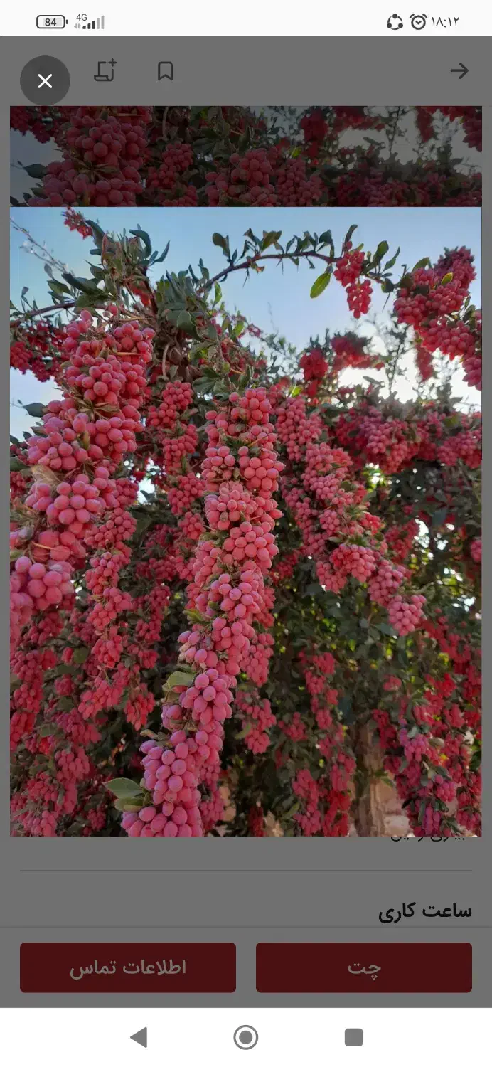 اصلاح درخت زرشک انجام میدم|خدمات باغبانی و درختکاری|بیرجند, |دیوار