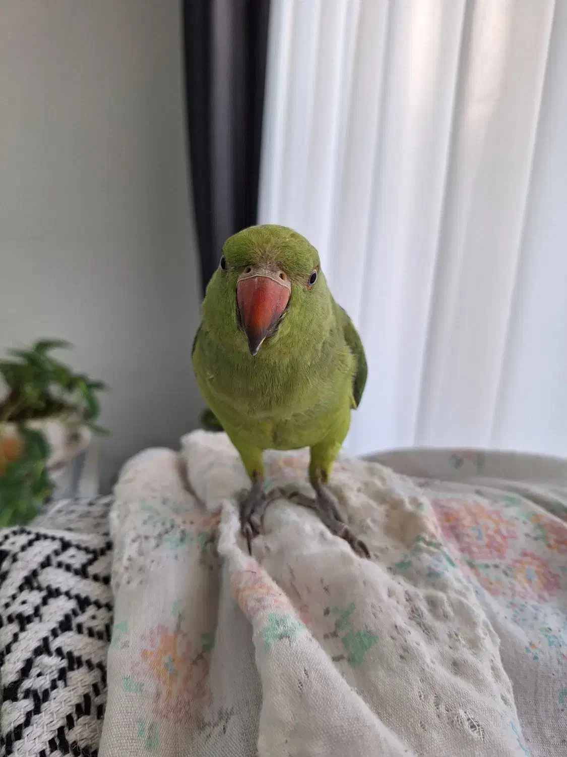 طوطی ملنگو نر|پرنده|جم, |دیوار