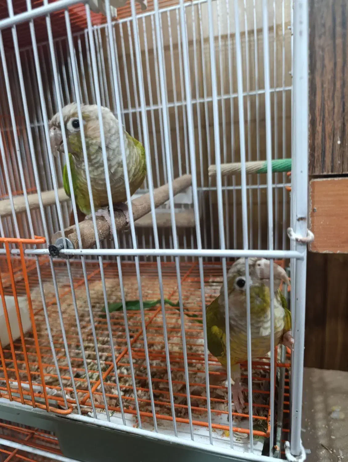 گرینچیک مولد|پرنده|ری, شهادت|دیوار