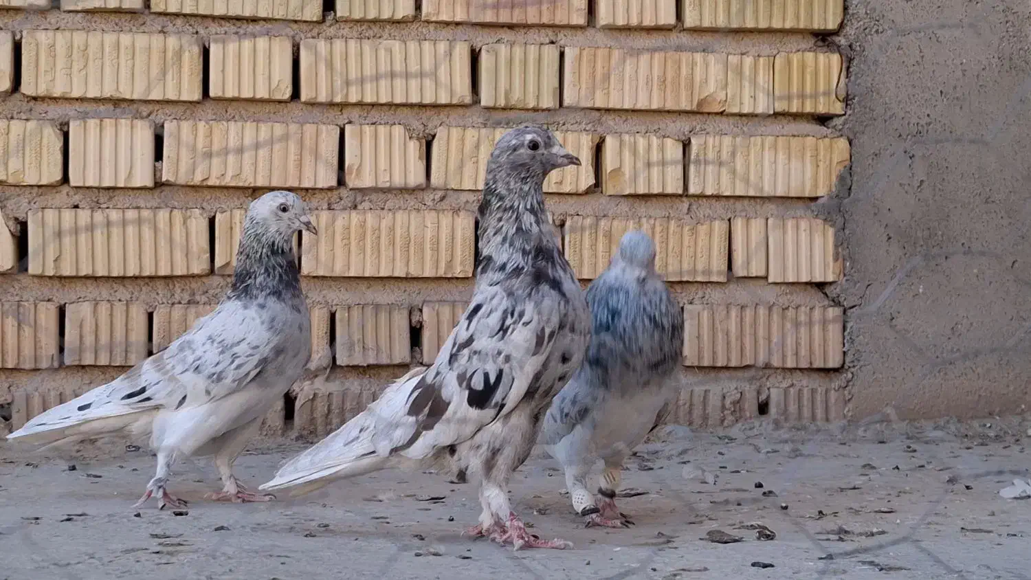 ذات شهری ،دم سفید و سرک|پرنده|شیراز, ارم|دیوار