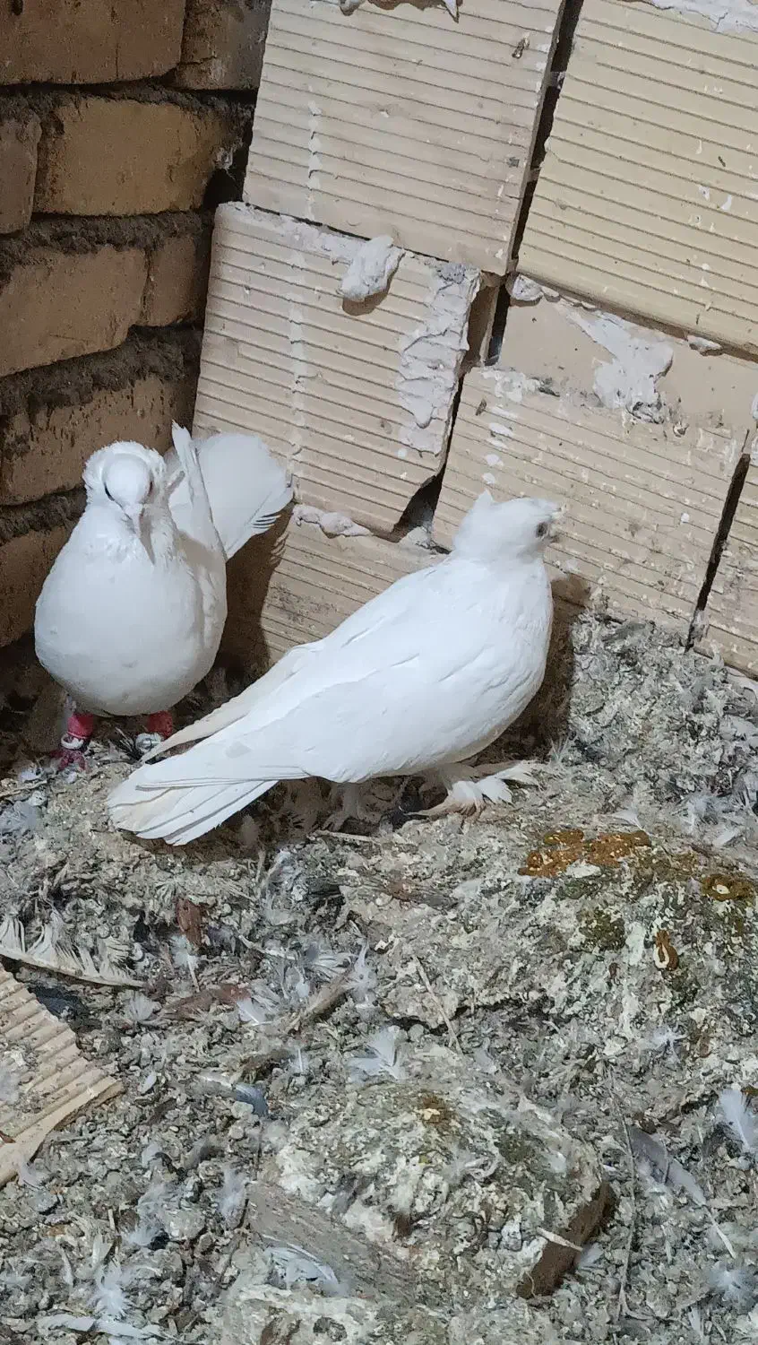 سفید دم چتری زینتی|پرنده|اسفرورین, |دیوار