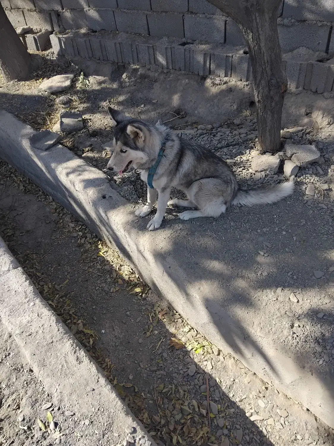 سگ هاسکی ماده|سگ|مشهد, طرق|دیوار