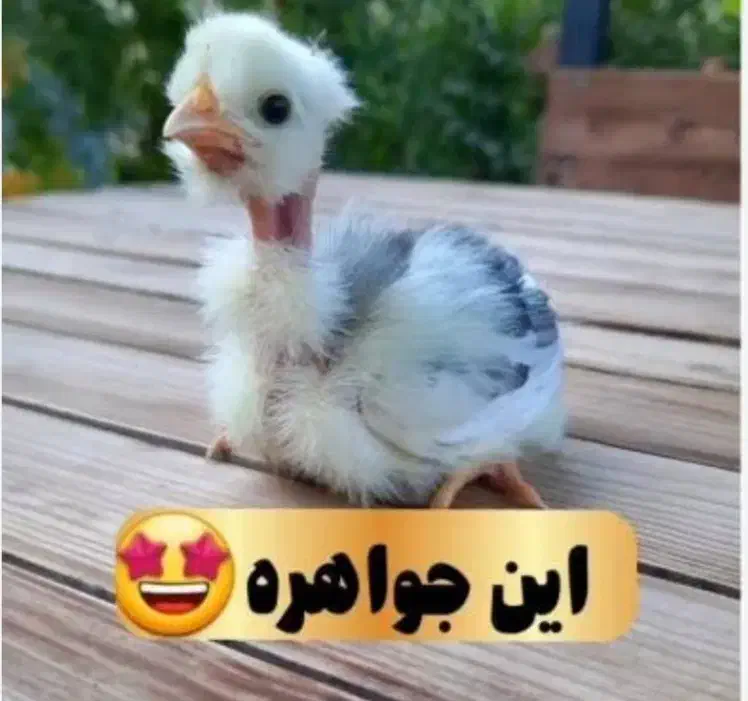 جوجه گردن ریت وکاکلی و محلی اصل اصل|حیوانات مزرعه|دهدشت, |دیوار