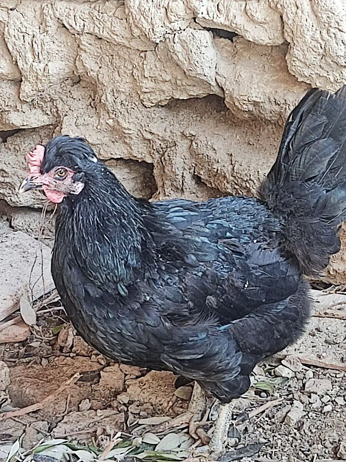 مرغ شهری|حیوانات مزرعه|قشم, |دیوار