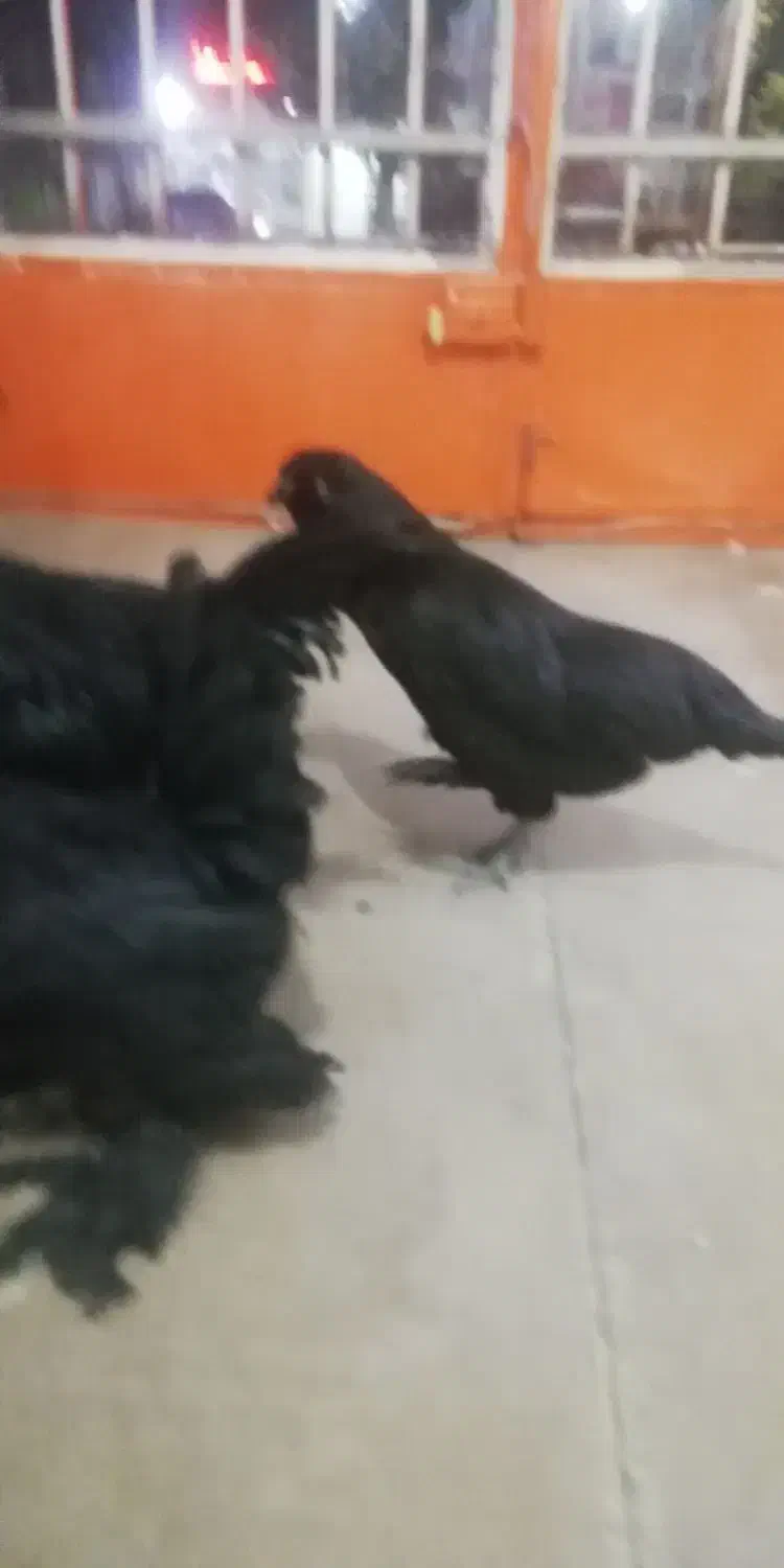 مرغ وخروس مرندی|حیوانات مزرعه|خمینی‌شهر, |دیوار