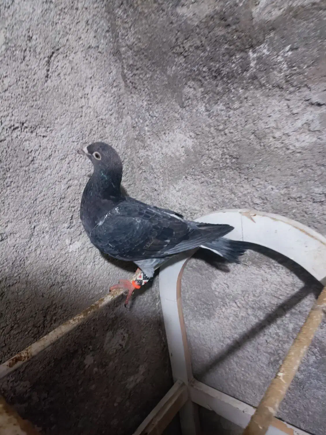 ک.فتر|حیوانات|قوچان, |دیوار