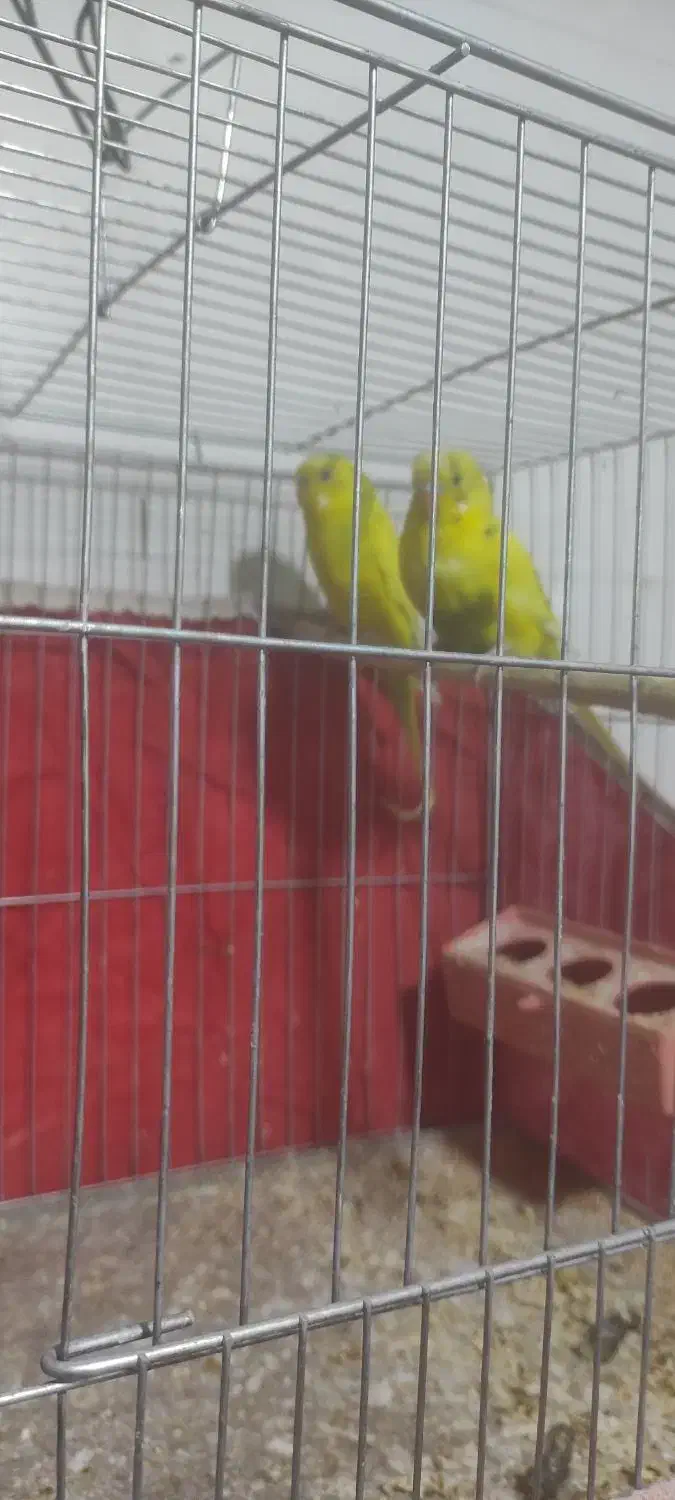 مرغ عشق برا فروش|پرنده|دشت آزادگان, |دیوار