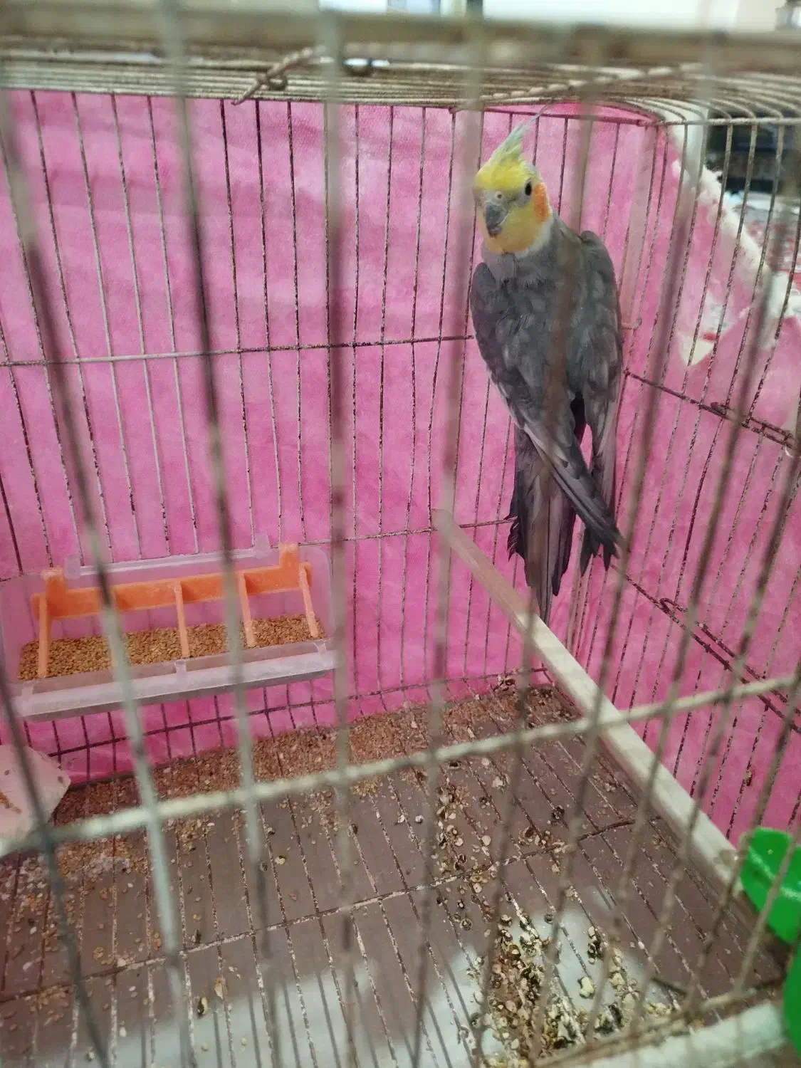 عروس هلندی|پرنده|سبزوار, گلشن|دیوار