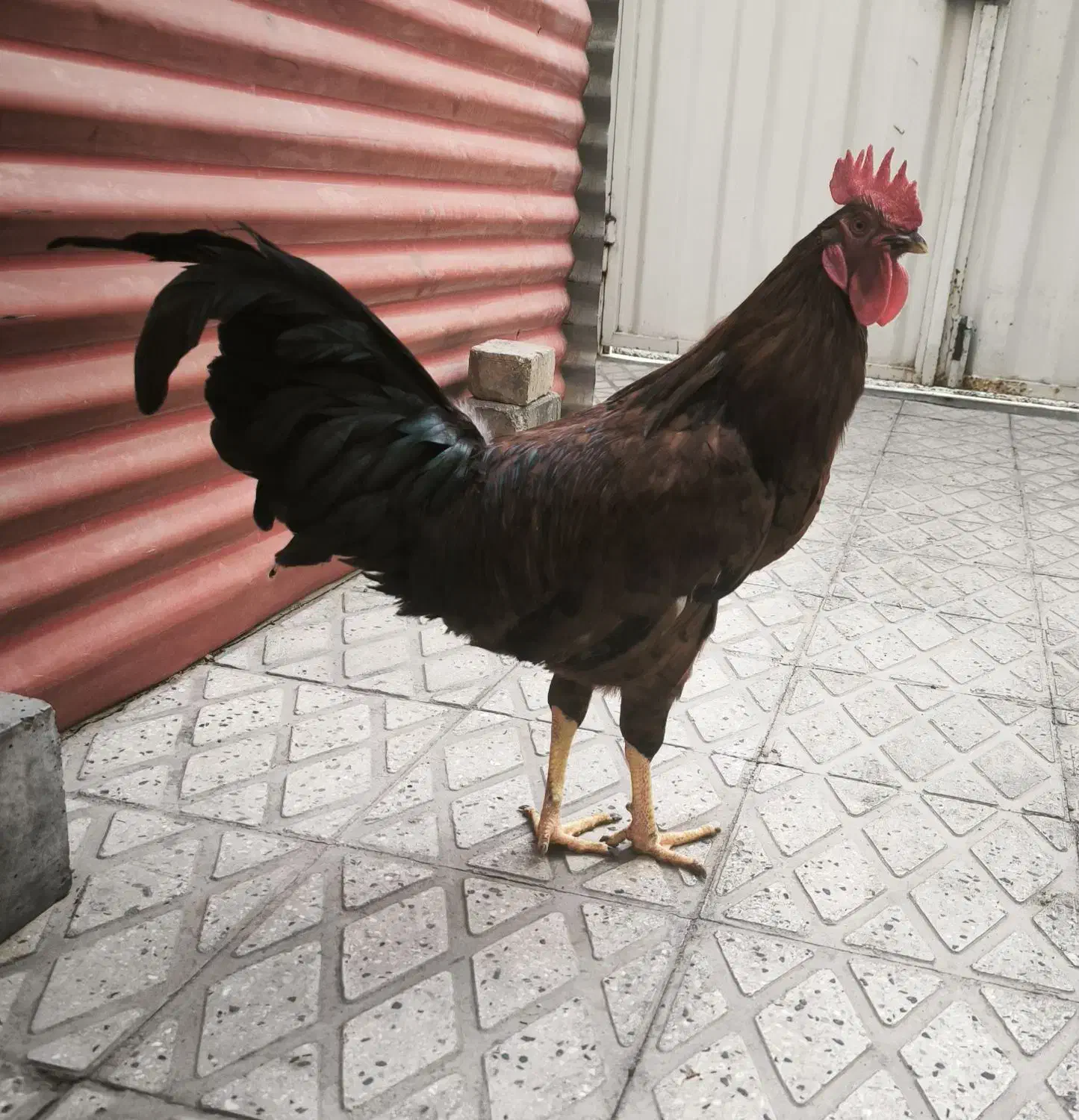 خروس سالم و سرحال برای فروش|حیوانات مزرعه|تهران, مسعودیه|دیوار