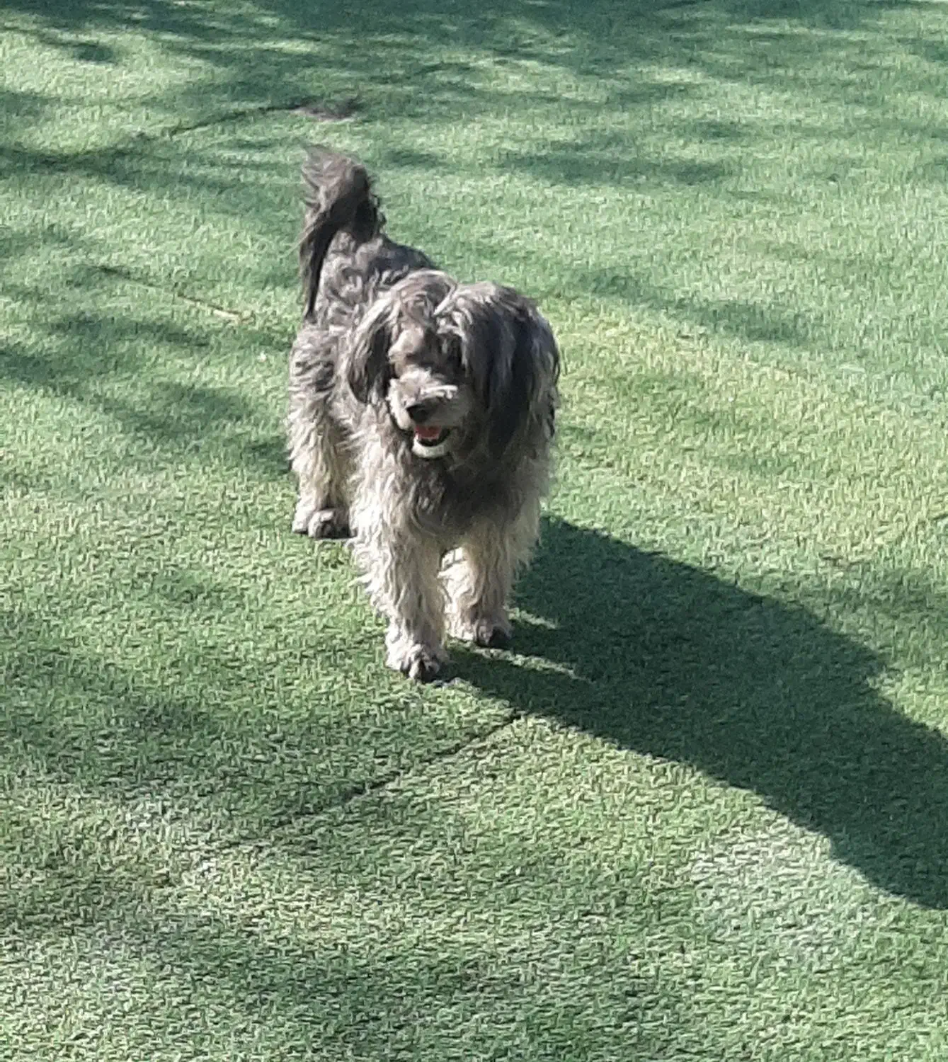 پانسیون سگ و گربه VIP|خدمات پیشه و مهارت|شهریار, شهریار|دیوار