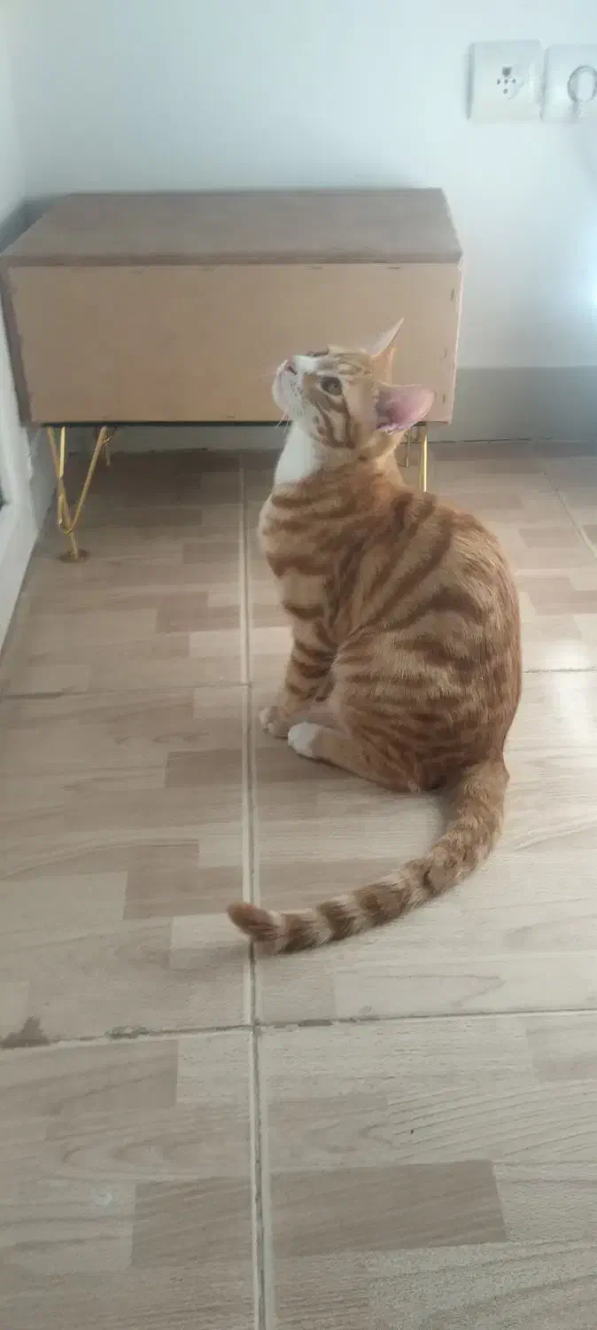 واگذاری بچه گربه|گربه|پرند, فاز ۲|دیوار