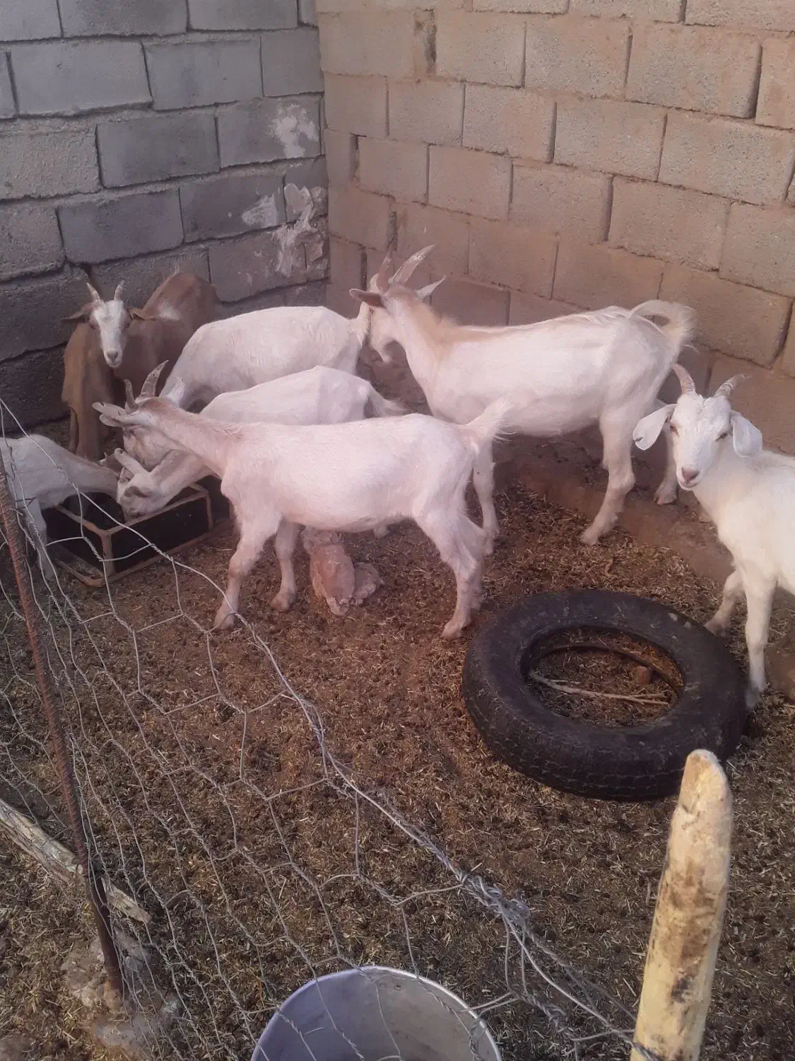 کولار سانن اصل|حیوانات مزرعه|فردوس (خراسان), |دیوار