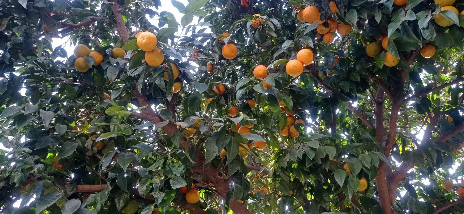 نارنج|خوردنی و آشامیدنی|دابودشت, |دیوار