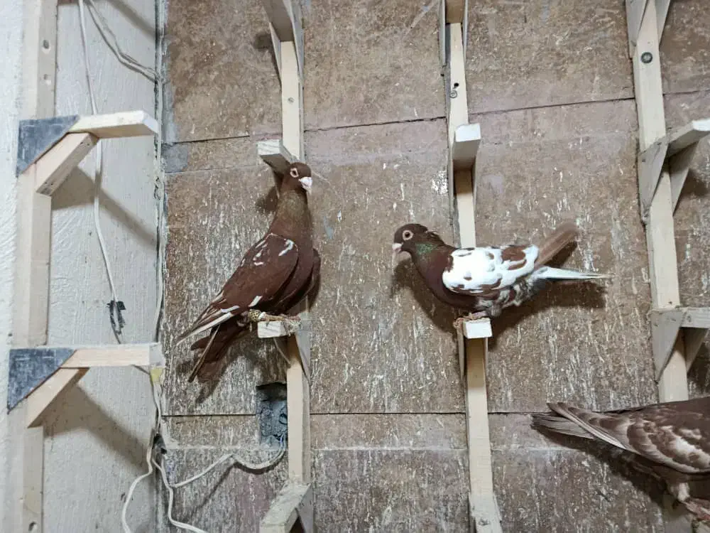 پرنده|پرنده|شیراز, رکن‌آباد|دیوار