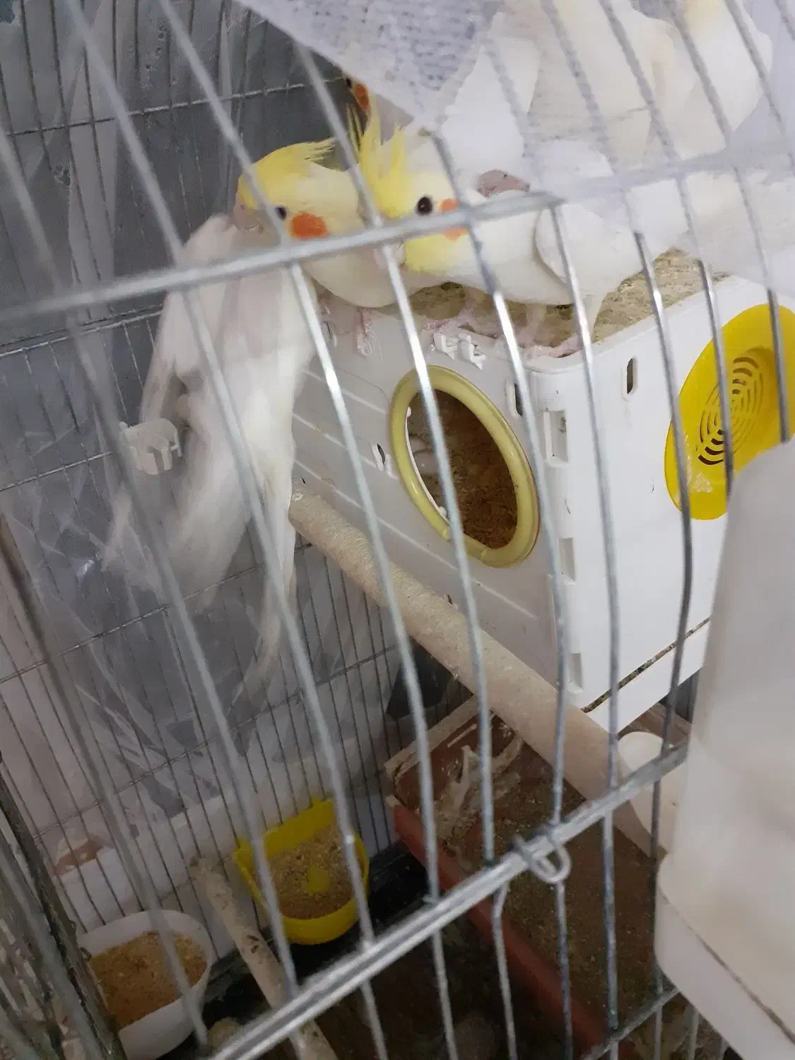 عروس هلندی لوتینو با جوجه|پرنده|تهران, بوستان بعثت (باغ آذری)|دیوار