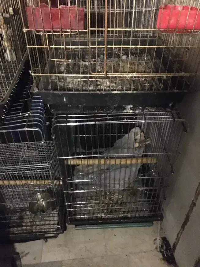 قفس ۱۰۳۳ کاسکویی شاه طوطی ملنگو|لوازم جانبی حیوانات|کرج, هلجرد|دیوار